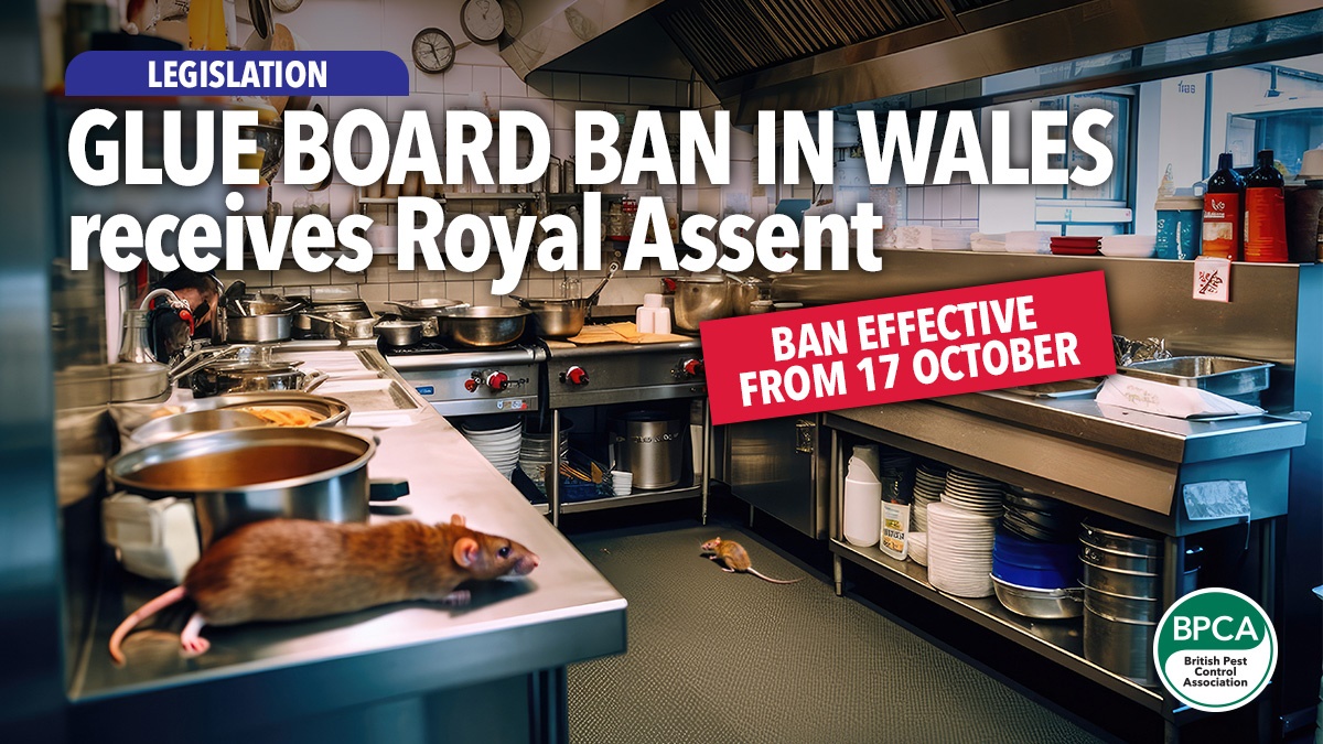 glue-board-bill-receives-royal-assent-wales glue-board-bill-receives-royal-assent-wales